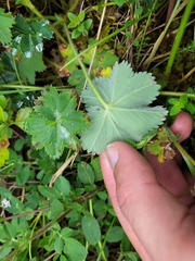 Alchemilla glaucescens