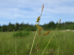 Carex castanea