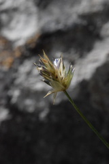 Sesleria sphaerocephala