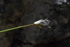 Sesleria sphaerocephala