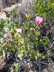Gossypium robinsonii