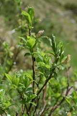 Salix glabra