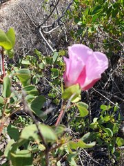 Gossypium robinsonii