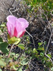 Gossypium robinsonii