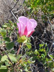 Gossypium robinsonii
