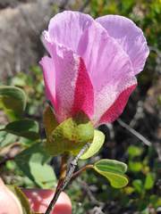 Gossypium robinsonii