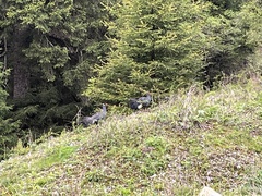 Crossoptilon auritum