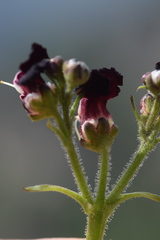Scrophularia juratensis