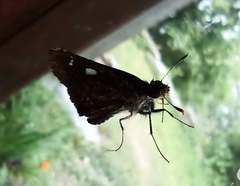 Notocrypta curvifascia