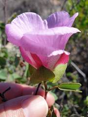 Gossypium robinsonii
