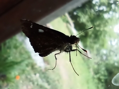 Notocrypta curvifascia