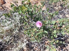 Gossypium robinsonii