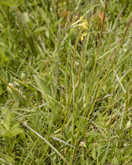 Lithospermum strictum