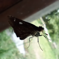 Notocrypta curvifascia