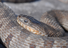 Nerodia sipedon insularum