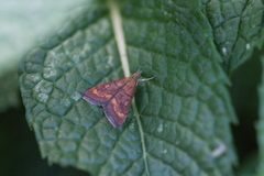Pyrausta laticlavia
