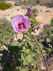 Gossypium robinsonii