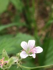 Geranium asiaticum