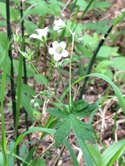 Geranium asiaticum