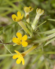 Lithospermum strictum