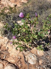 Gossypium robinsonii