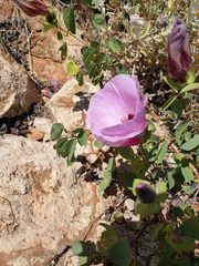 Gossypium robinsonii