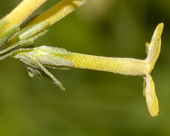 Lithospermum strictum