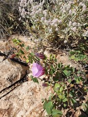 Gossypium robinsonii