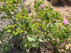 Gossypium robinsonii