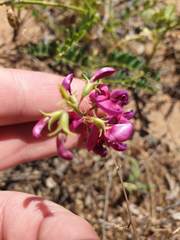 Sphaerophysa salsula
