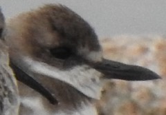 Charadrius leschenaultii