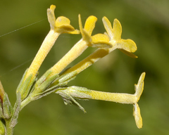 Lithospermum strictum