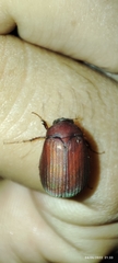 Maladera formosae