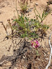 Sphaerophysa salsula