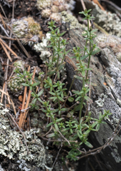 Galium coriaceum