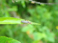 Cantharis nigricans