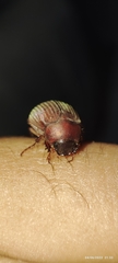 Maladera formosae
