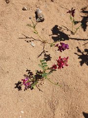 Sphaerophysa salsula
