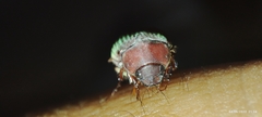Maladera formosae