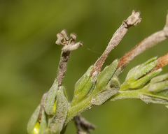 Lithospermum strictum
