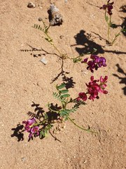 Sphaerophysa salsula