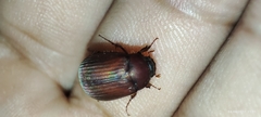 Maladera formosae
