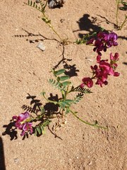 Sphaerophysa salsula
