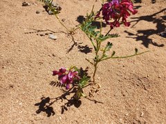 Sphaerophysa salsula