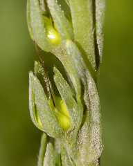 Lithospermum strictum