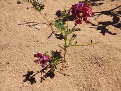 Sphaerophysa salsula
