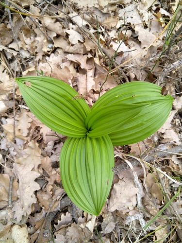 kýchavica (Veratrum)