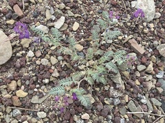 Astragalus inyoensis