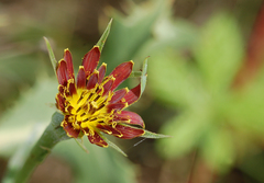 Tragopogon crocifolius