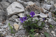 Viola dubyana